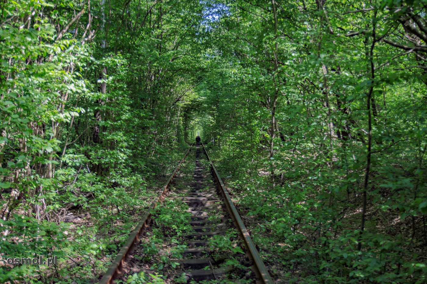 Tunel miłości powstał w sumie przypadkowo. Nad torami kolei wytyczonej przez las , zamykają się gałęzie drzew, tworząc niepowtarzalny nastrój.