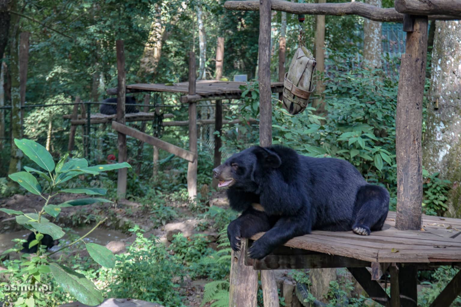 Niedźwiedzie w parku obok wodospadu Kuang Si - Laos