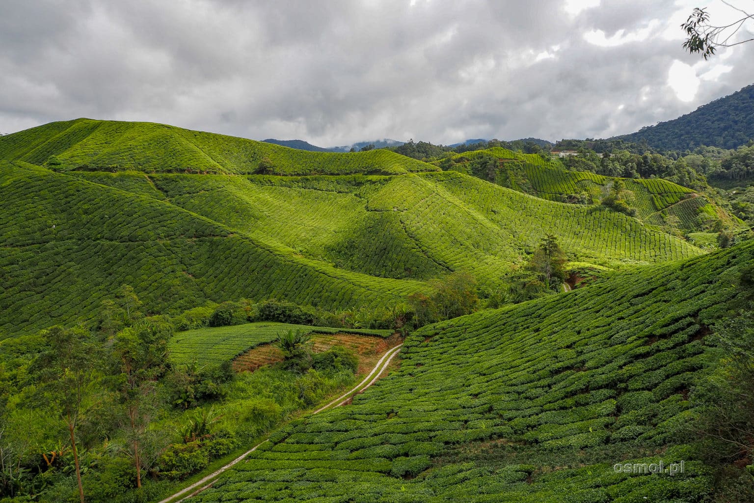 Herbaciane pola Cameron Highlands Malezja