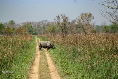 Nosorożec w parku Chitwan w Nepalu