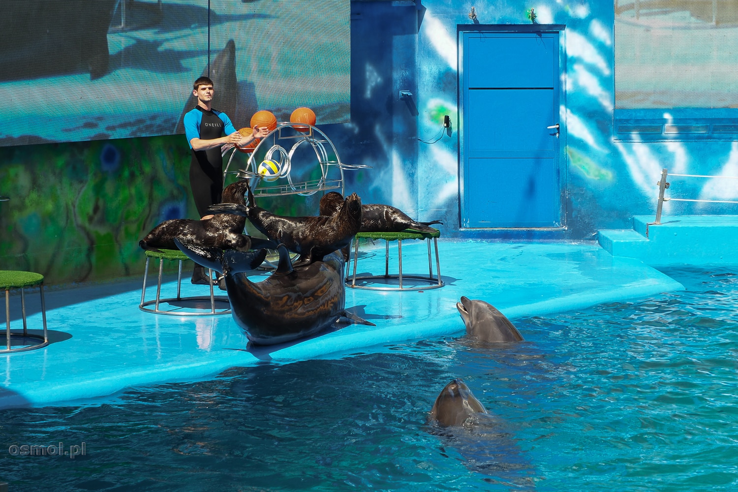 Delfinarium w Odessie