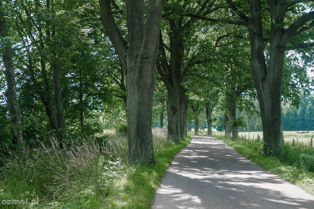 Droga z Pieniężna do Chwalęcina wiedzie oczywiście aleją drzew. Tu jedziemy w cieniu potężnych dębów.