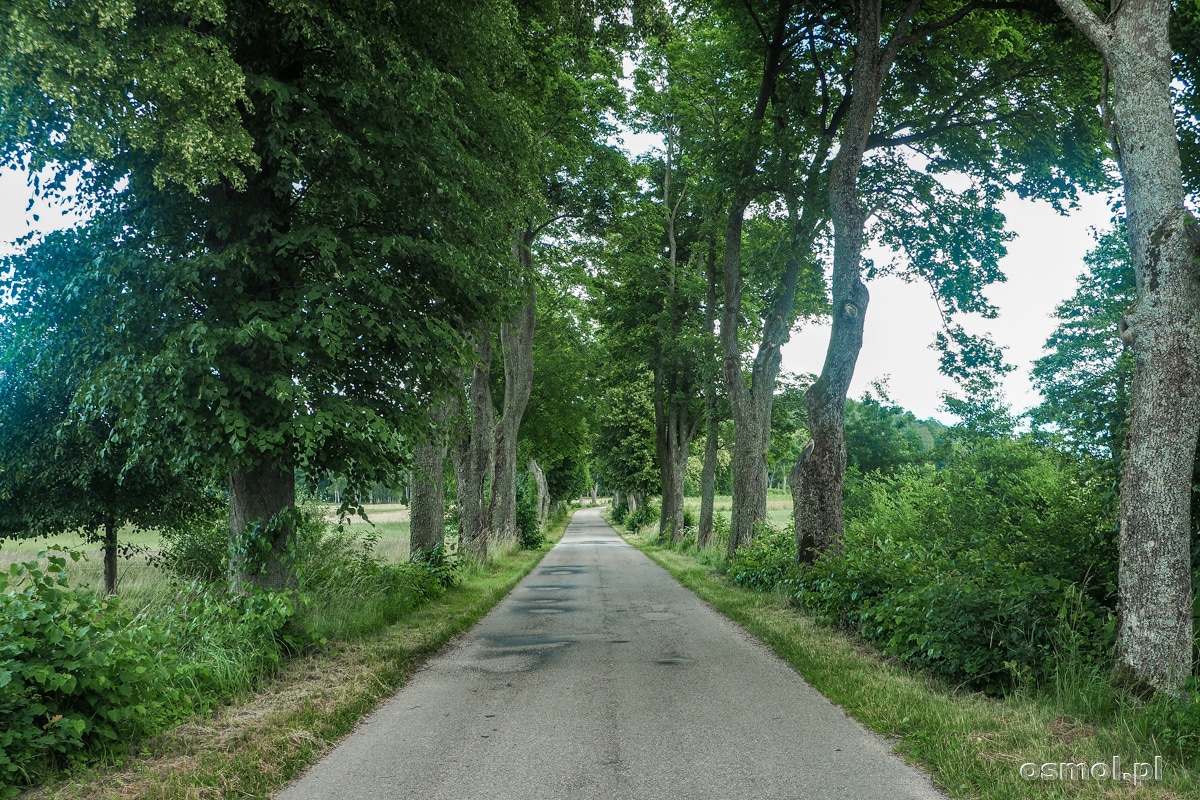 Drzewa gdzieś przy drogach Warmii