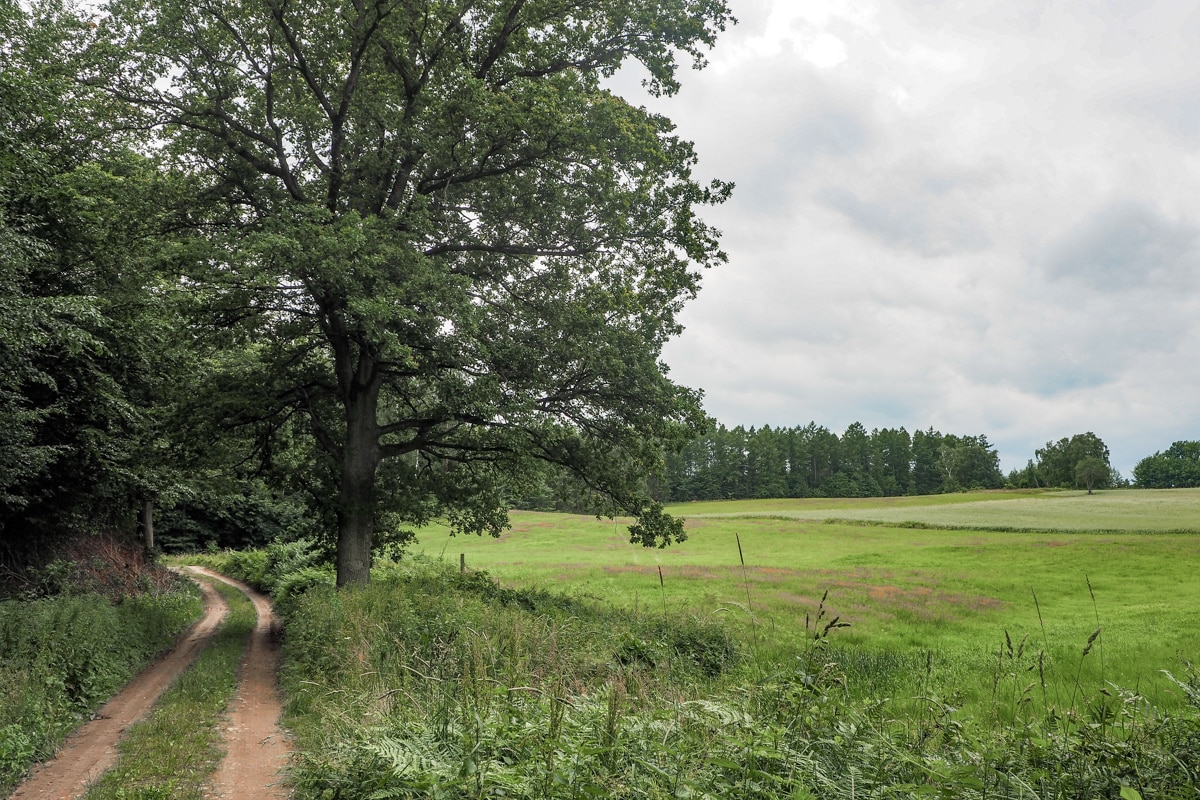 Leśna droga na Warmii. Gdzieś w okolicach Mikołajewa