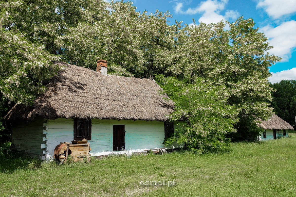 Stare chaty wśród kwitnących akacji